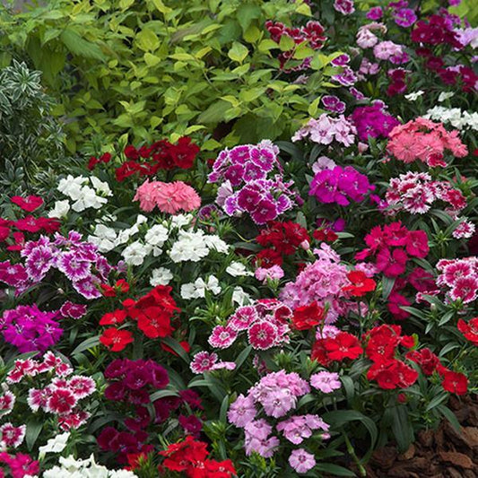 Bulk Dianthus Diana Telstar Mix Seeds – Vibrant Blooms in Pink, Red, and White