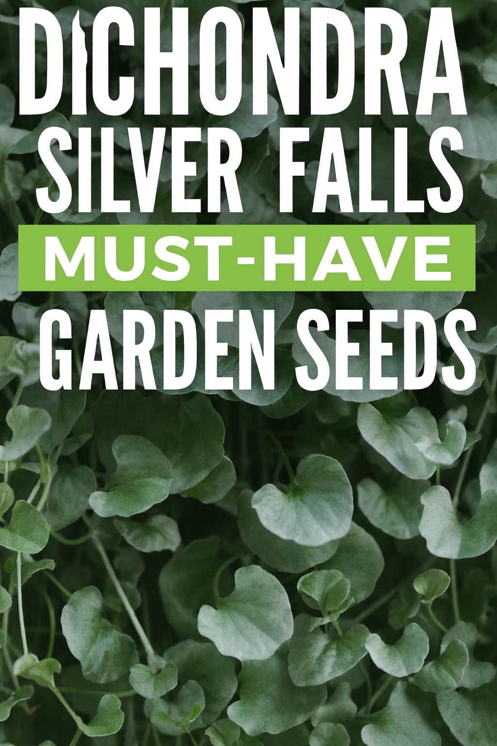 “Close-up of Dichondra Silver Falls cascading silver foliage – popular trailing plant for hanging baskets and landscapes.”