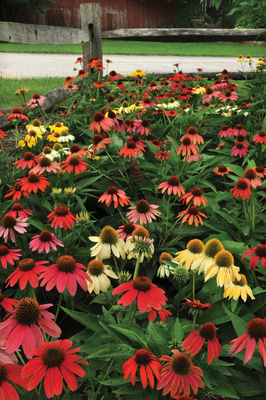 Echinacea Cheyenne Spirit mix blooming in vivid red, orange, yellow, and pink shades in a sunlit garden