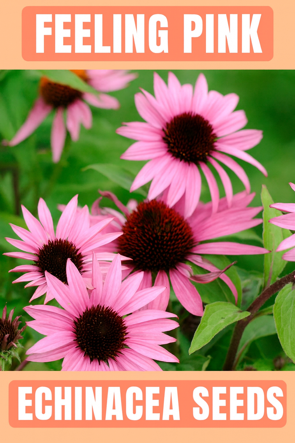 Feeling Pink Echinacea Coneflower in full bloom with vibrant pink petals and dark brown centers