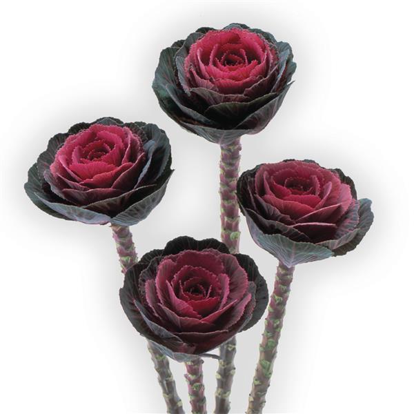 "Flowering Kale Crane Red with bold magenta center and ruffled green leaves – bulk seeds for fall and winter gardens"