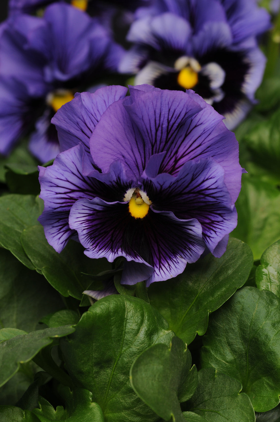 Pansy Seeds Frizzle Sizzle Blue: Unique Ruffled Blooms for Stunning Spring & Fall Gardens