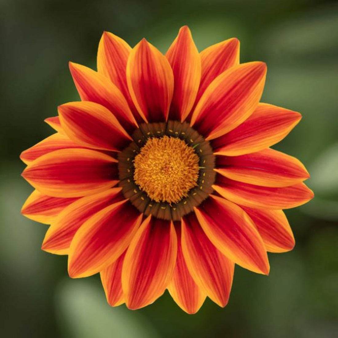 Gazania Big Kiss Orange Flame – Bright orange and red striped petals with golden centers in full bloom