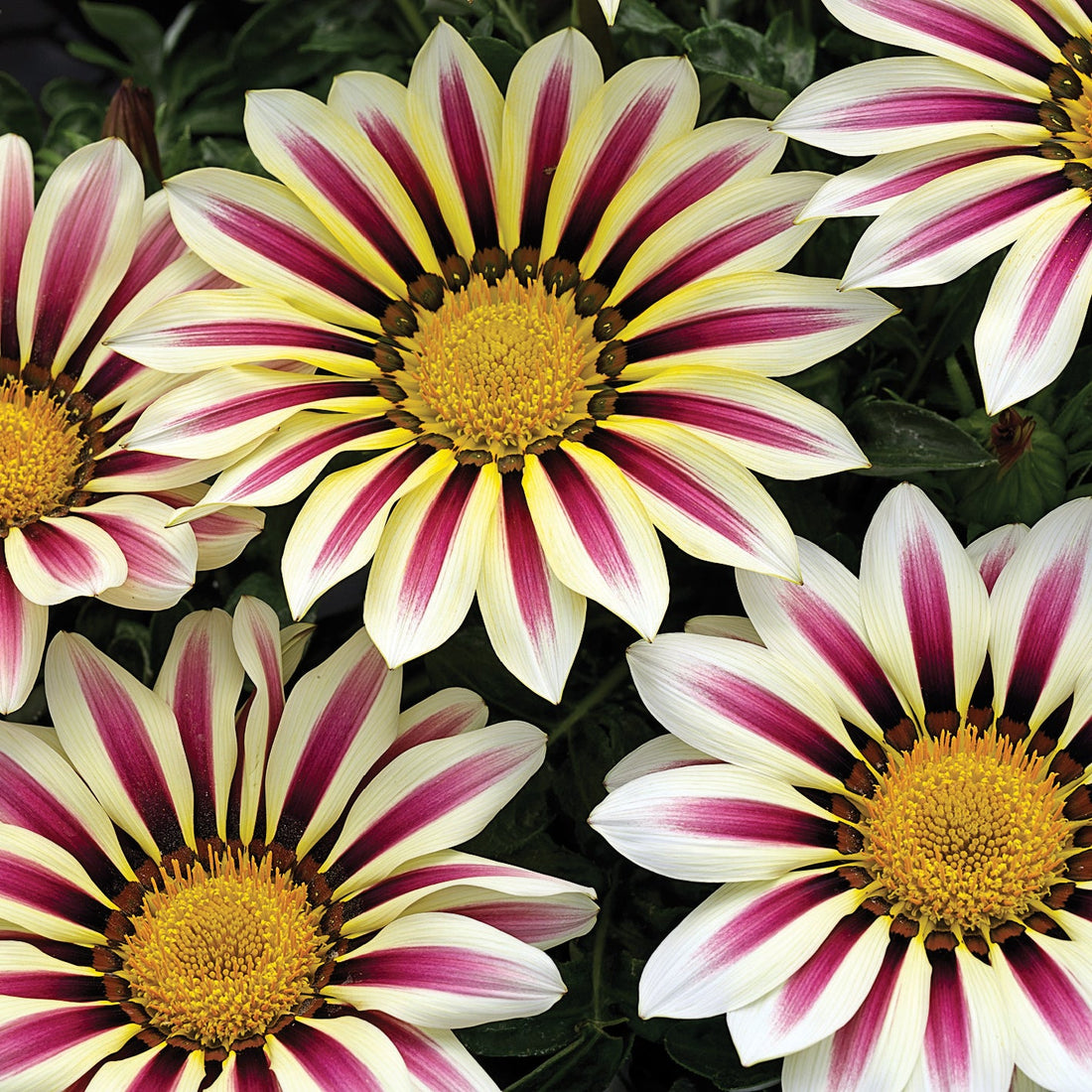 Gazania Big Kiss White Flame flower blooming with white petals and red center, perfect for sunny gardens