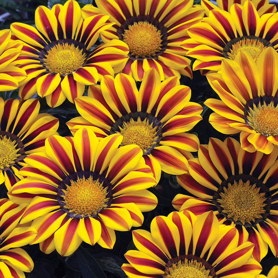Gazania Big Kiss Yellow Flame – Bright yellow petals with deep red flame centers in full bloom