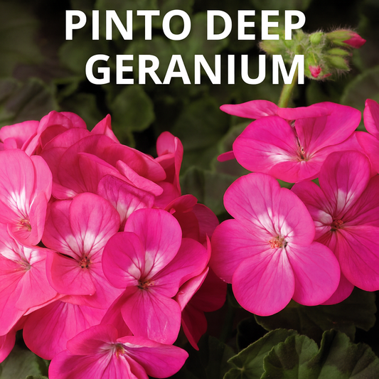 Geranium Pinto Deep Rose flowers blooming in vibrant clusters