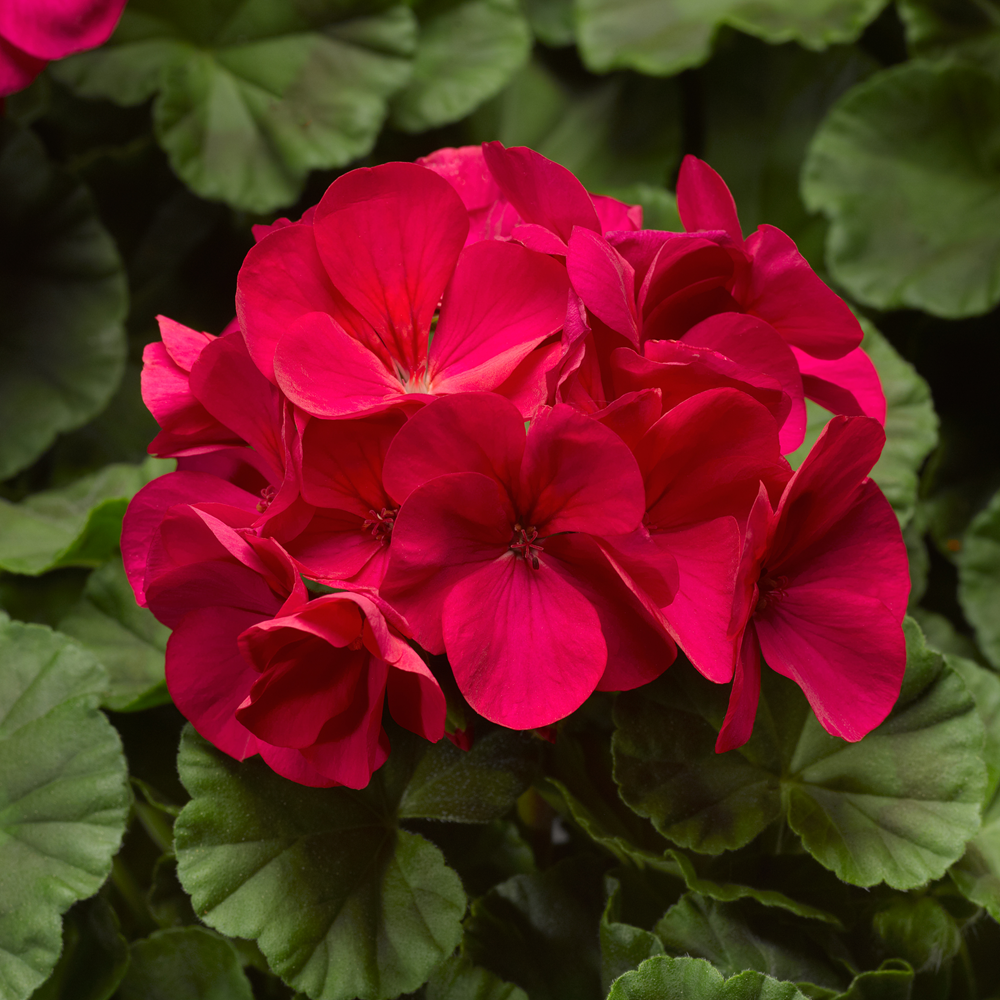 Seed vs. Starter Plant: Why Geranium Seeds Give You More Blooms – Buy ...