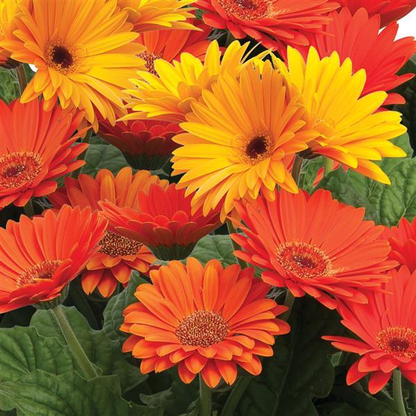 Gerbera Daisy Majorette Blazing Eyes – vibrant red-orange petals with a bold yellow center, blooming in a sunny garden bed”