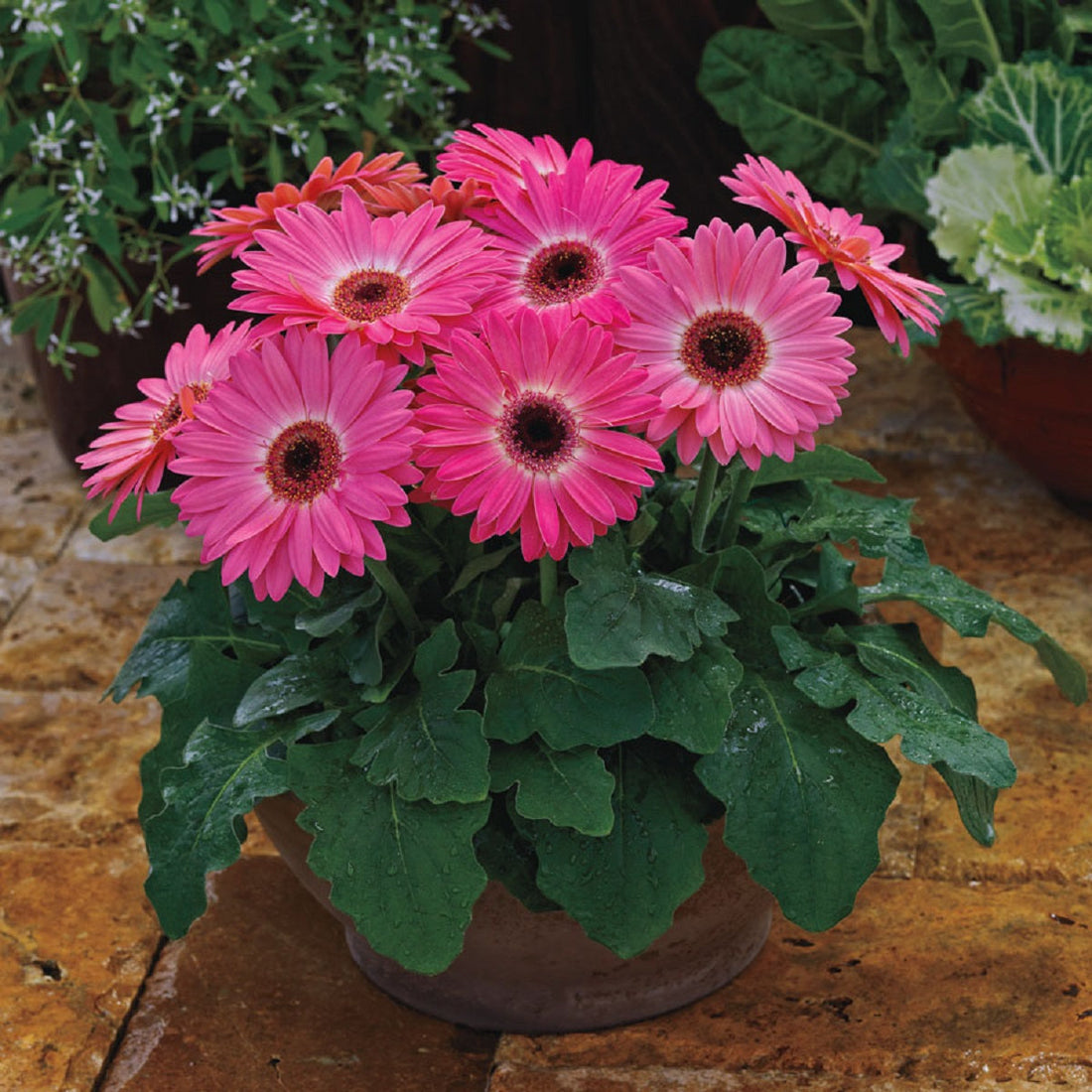 Gerbera Daisy Majorette Pink Halo – large soft-pink petals with a creamy white center halo blooming in full sun garden bed