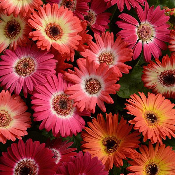 “Gerbera Revolution Bicolor Mix – vibrant two-tone blooms in red, yellow, pink, and orange shades with dark centers, perfect for cutting gardens and containers