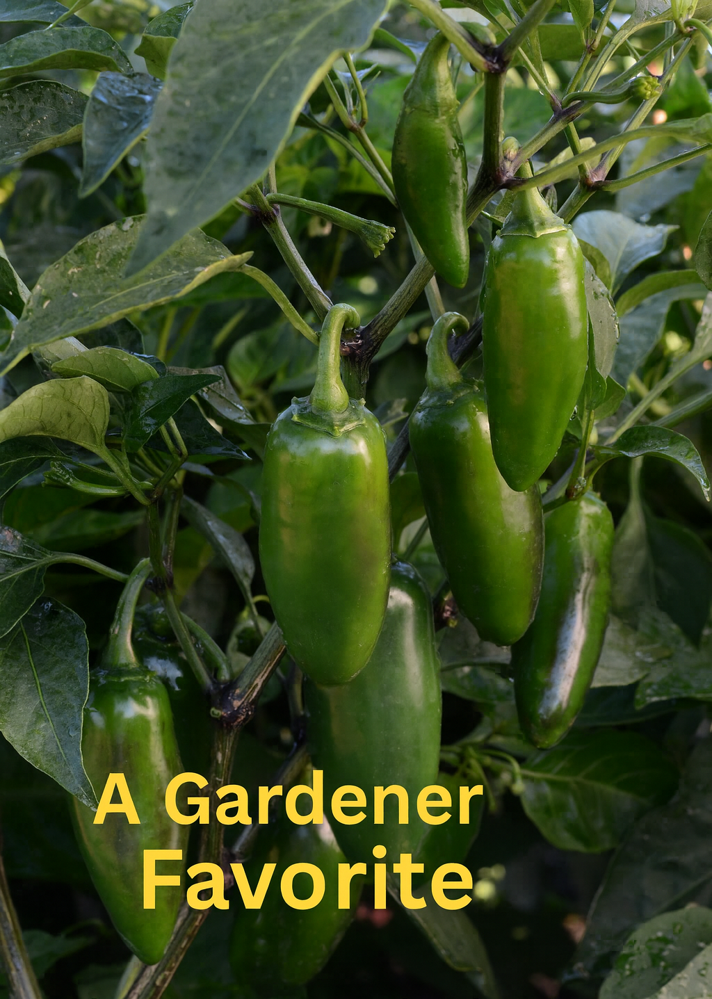 Jalapeño La Bomba II peppers growing on a plant, glossy green fruits with smooth skin, a high-yield hot pepper variety