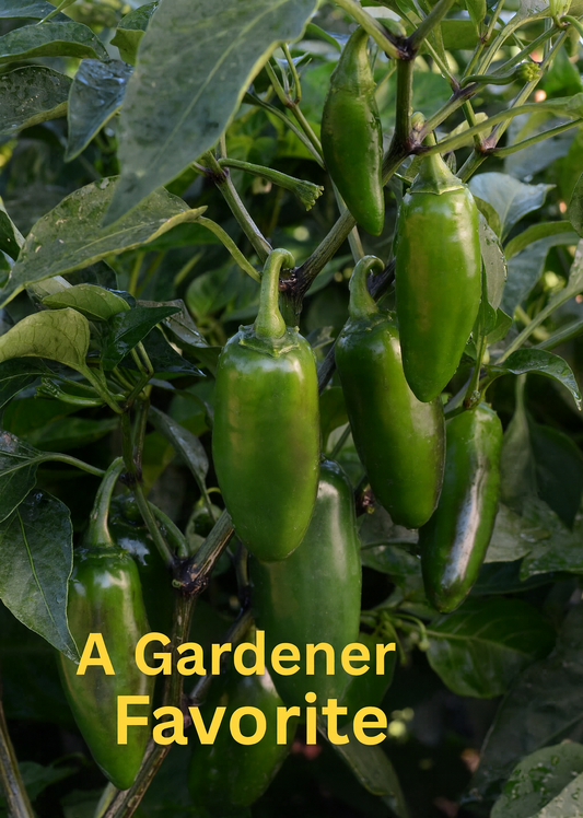 Jalapeño La Bomba II peppers growing on a plant, glossy green fruits with smooth skin, a high-yield hot pepper variety