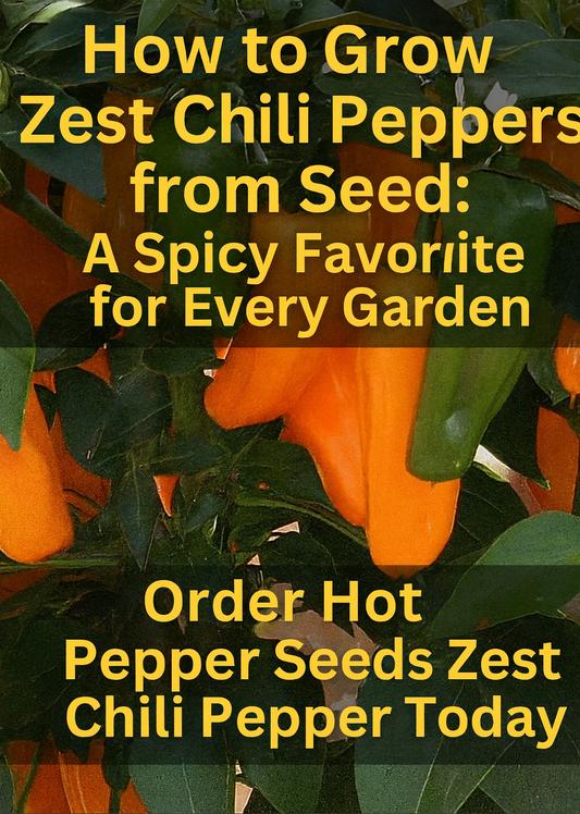 "Zest Chili Pepper plants with bright orange and green peppers growing on the vine, a high-yield hot pepper variety from seed
