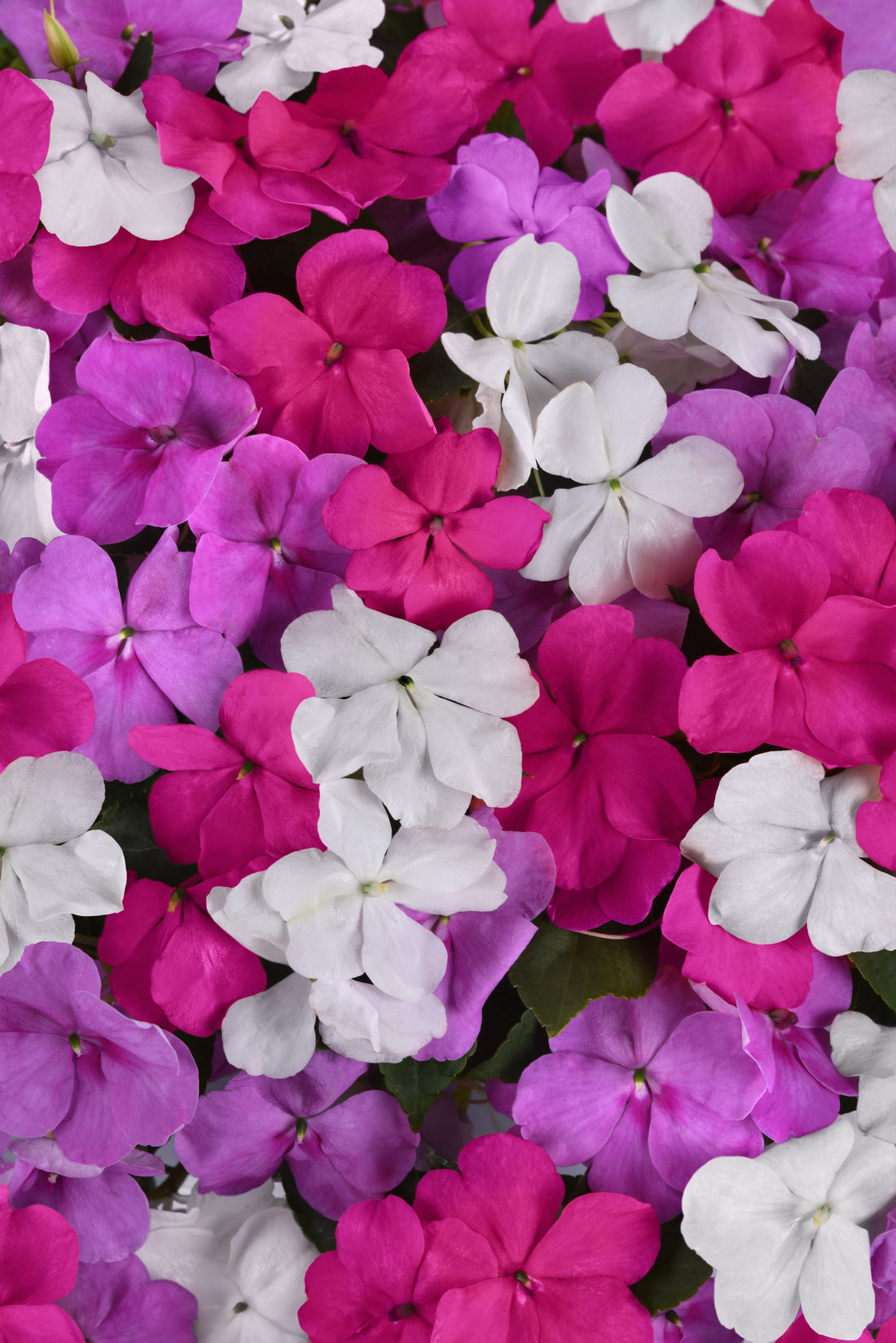 Impatiens Beacon Chicago Mix blooms in vibrant colors for shady garden beds