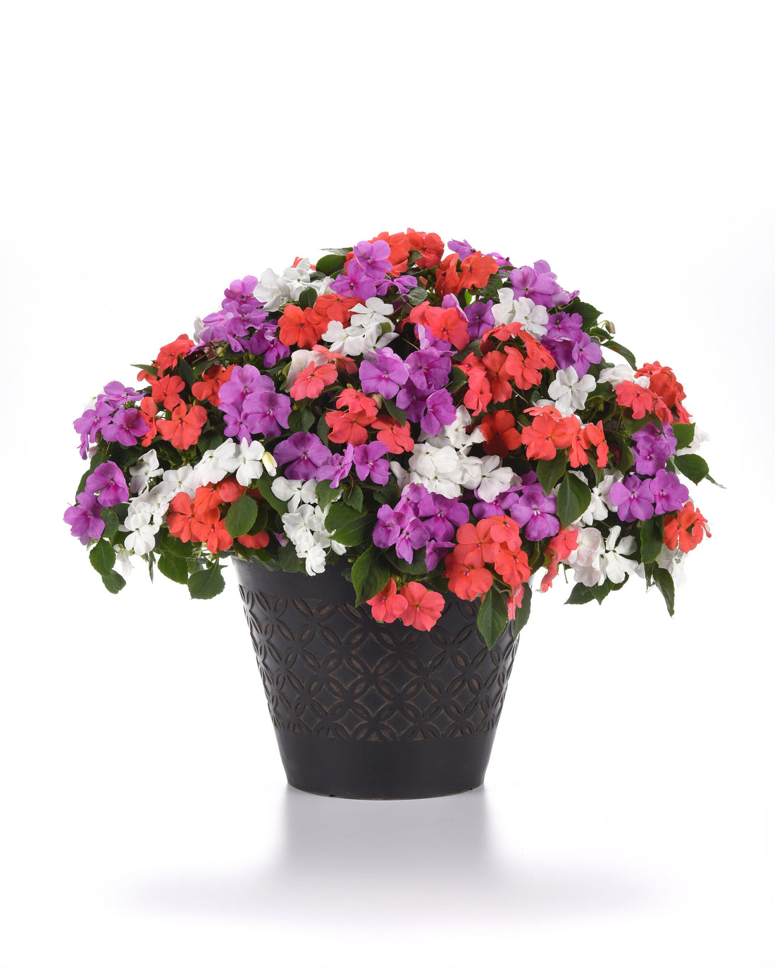 Impatiens Beacon® Pearl Island Mix blooming in soft shades of white, blush, and lavender against deep green foliage in a shaded garden bed.
