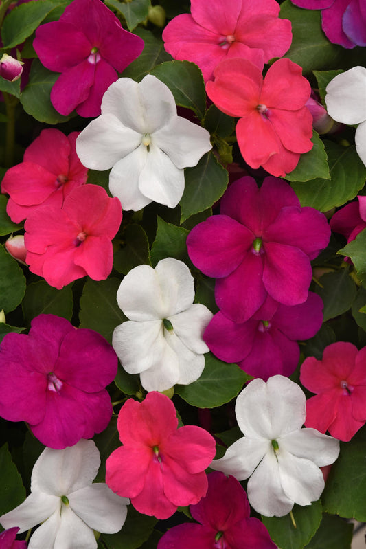 "Impatiens Beacon® Portland Mix flowers in full bloom – vibrant pink, lavender, and white blossoms