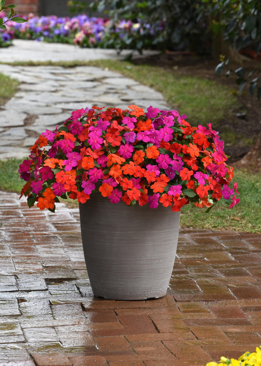 Blooming Impatiens Beacon® Sanibel Mix in bright violet, coral, and white colors planted in a full, mounded garden container.