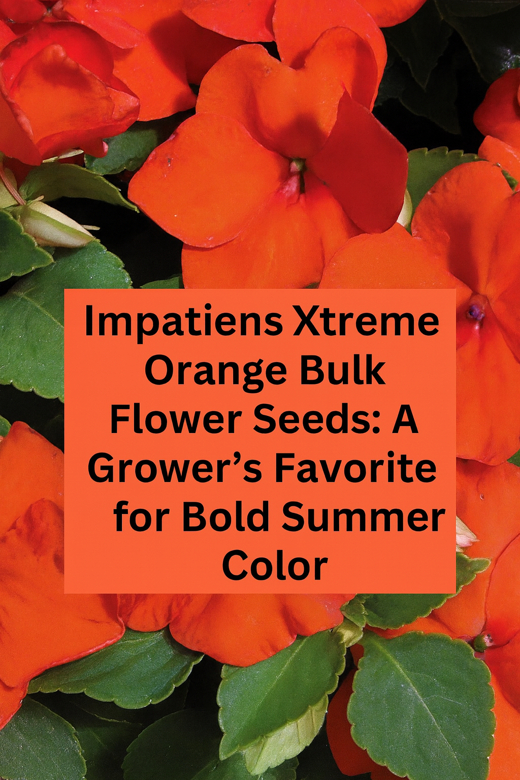 Bright orange Impatiens Xtreme flowers blooming in clusters with dark green foliage, ideal for shady garden beds and landscapes
