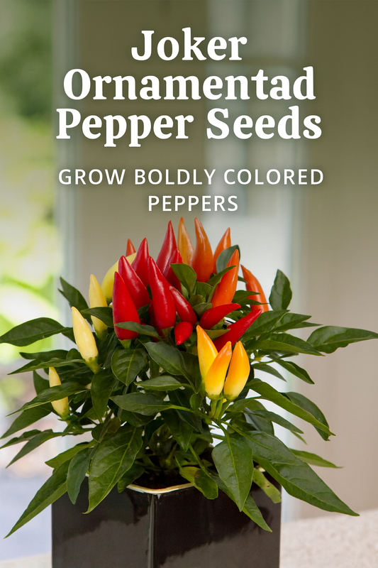 Joker Ornamental Pepper Seeds growing in a sleek black pot, showing vibrant red, yellow, and orange peppers with glossy green foliage
