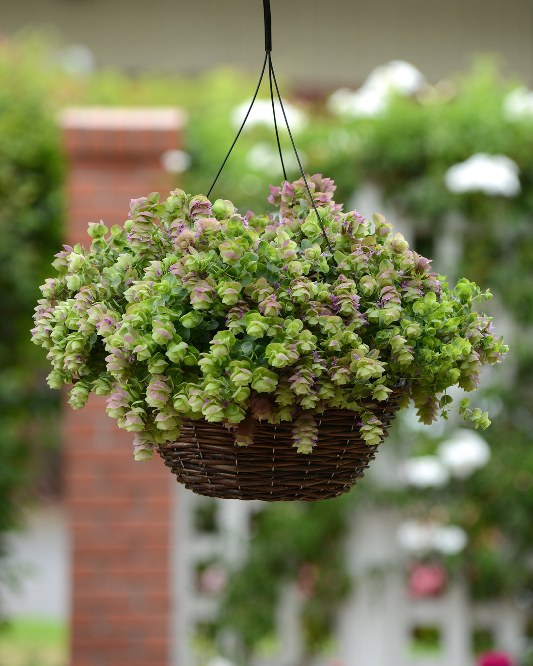 Trailing Kirigami Ornamental Oregano with hop-like purple bracts and textured green foliage in a container