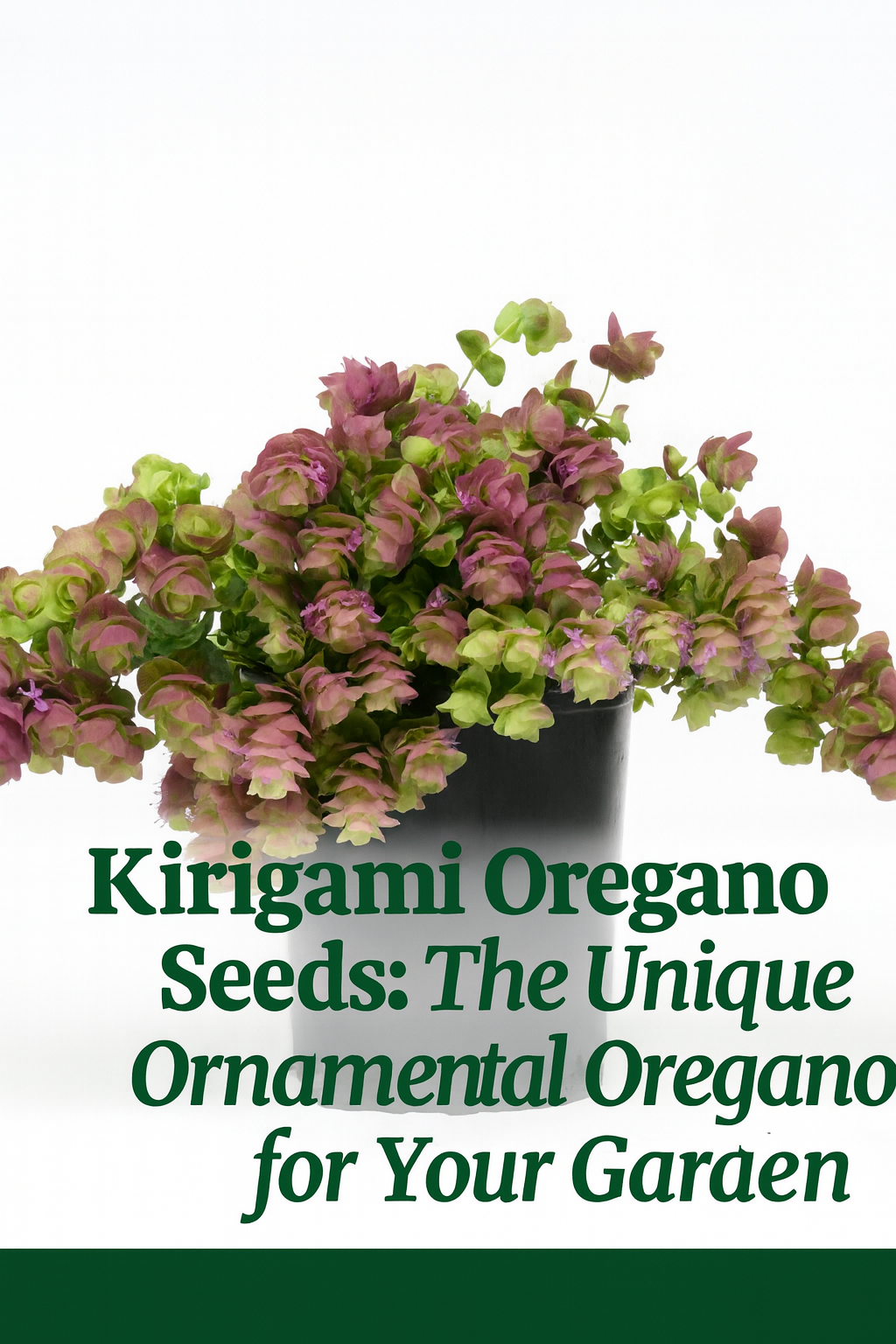 Kirigami Oregano ornamental plant with cascading pink and green bracts growing in a container, perfect for hanging baskets and garden displays