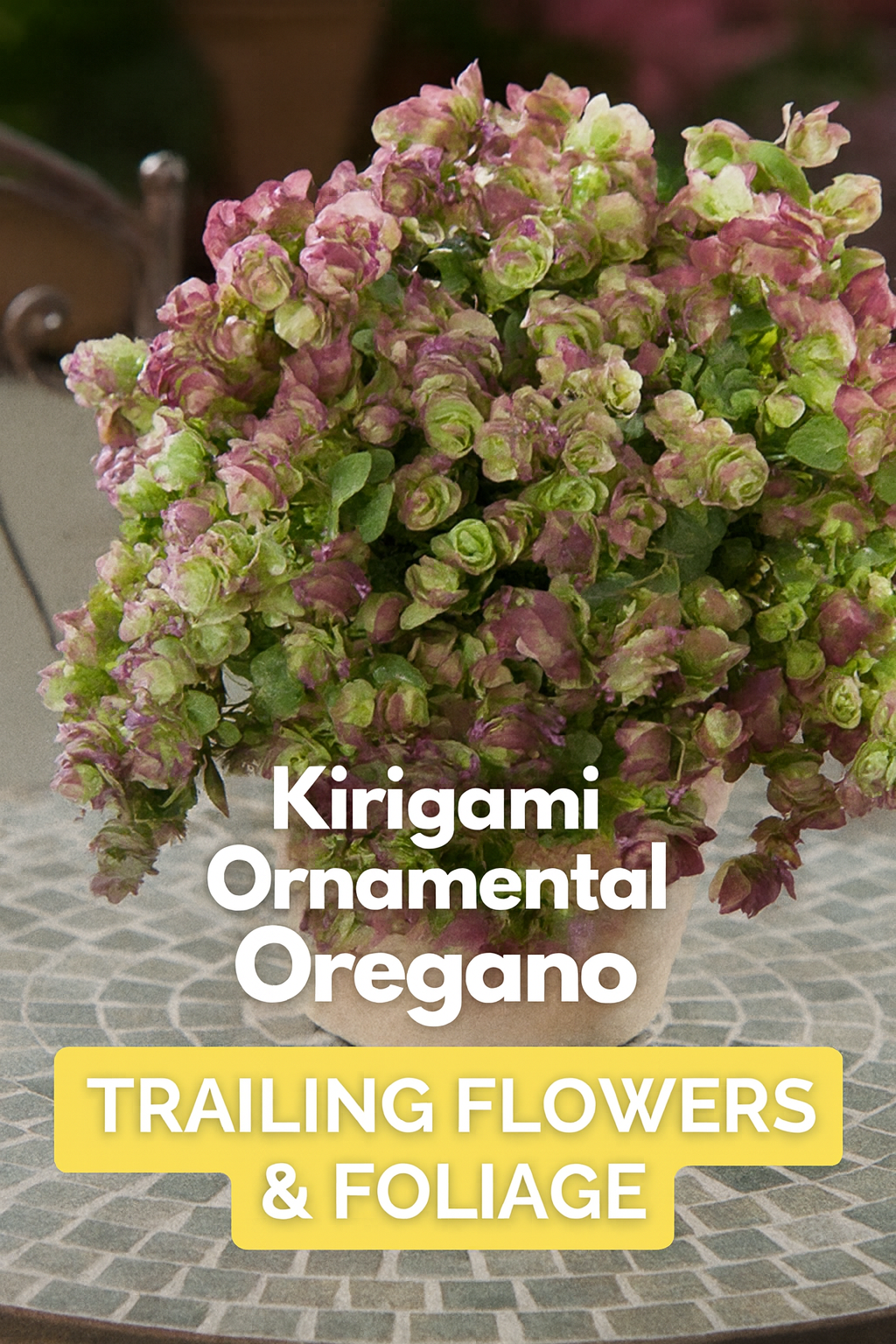 “Kirigami Ornamental Oregano with purple-green bracts and rose flowers cascading from a container – a stunning trailing plant for baskets and gardens.”