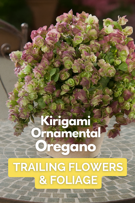 “Kirigami Ornamental Oregano with purple-green bracts and rose flowers cascading from a container – a stunning trailing plant for baskets and gardens.”