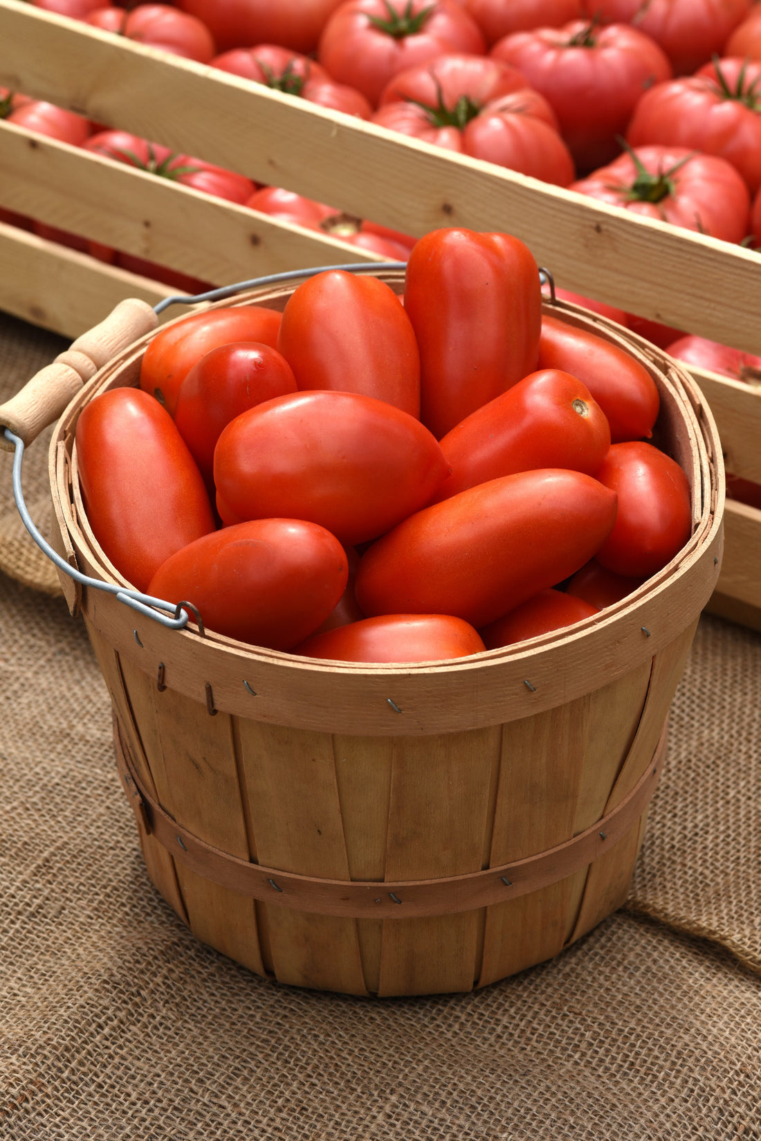 Close-up of ripe red La Roma hybrid tomatoes freshly harvested from the garden