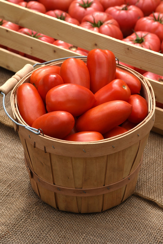 Close-up of ripe red La Roma hybrid tomatoes freshly harvested from the garden