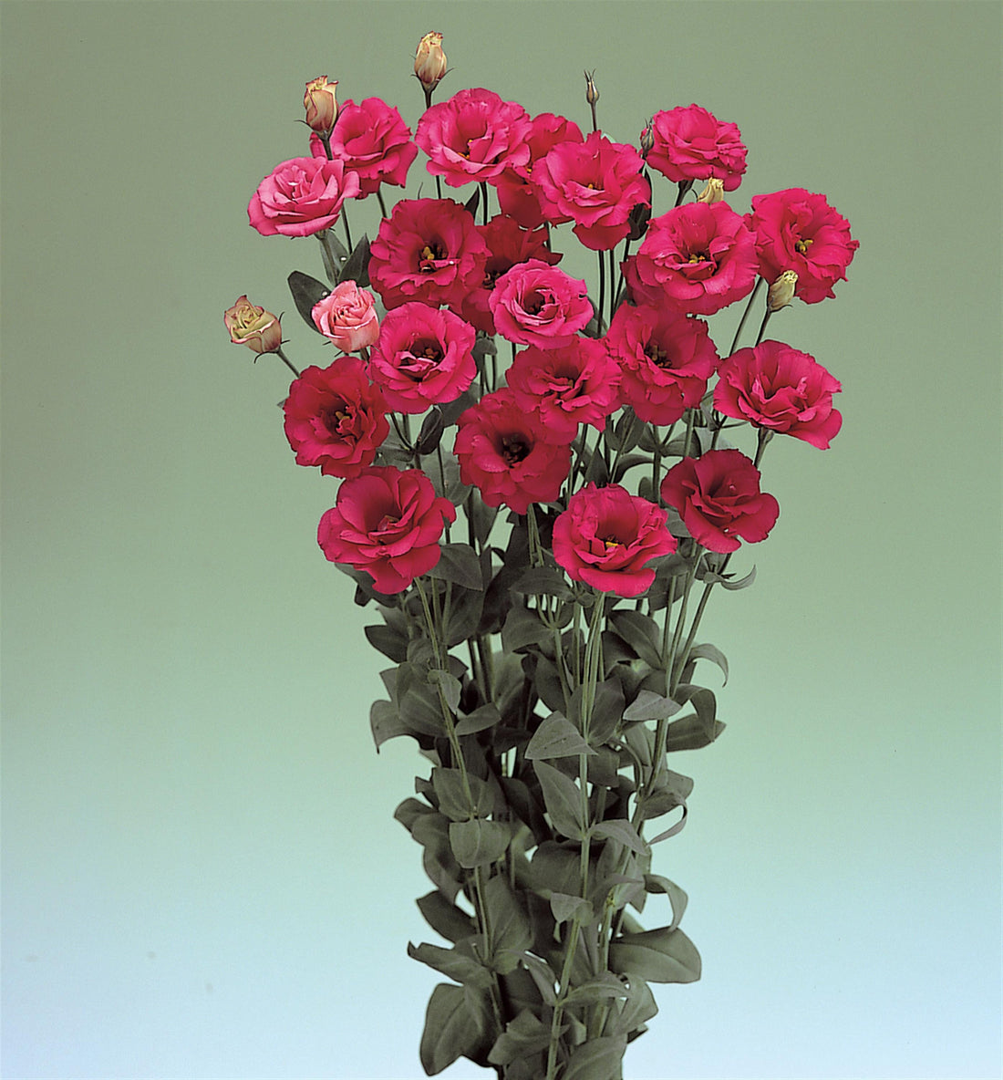 Close-up of Lisianthus Areana Red flowers with vibrant double red blooms, perfect for cut flower arrangements and garden bouquets.d double flowers