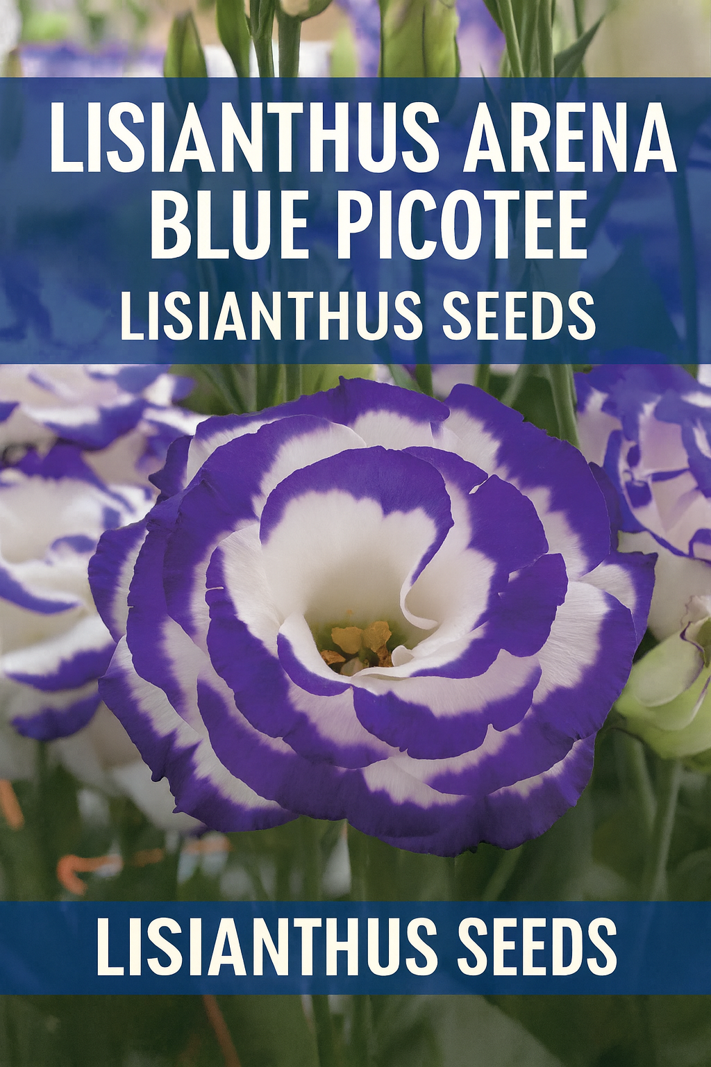 Lisianthus Arena Blue Picotee with white petals and violet-blue edges, grown from seed for stunning cut flower arrangements and late-season harvests