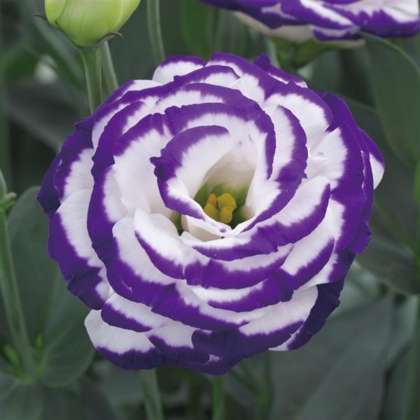 Lisianthus Croma Blue Picotee blooms with creamy white petals and rich blue edges in full flower