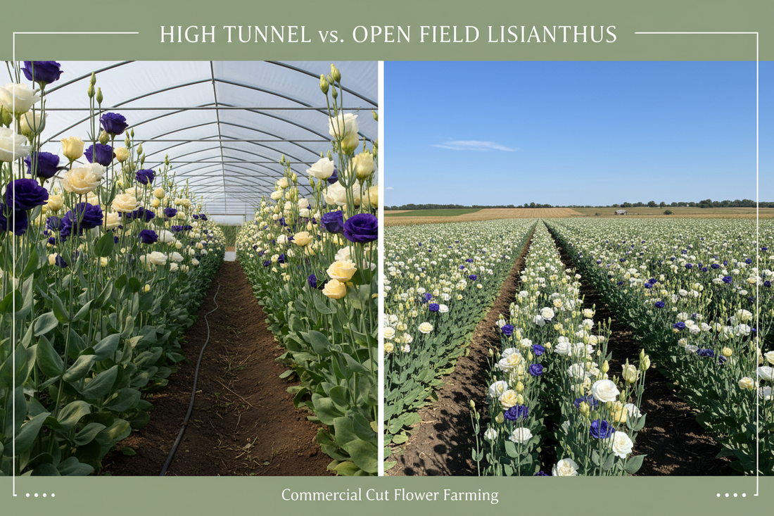 Side-by-side comparison of lisianthus grown in a high tunnel greenhouse versus open field cut flower production