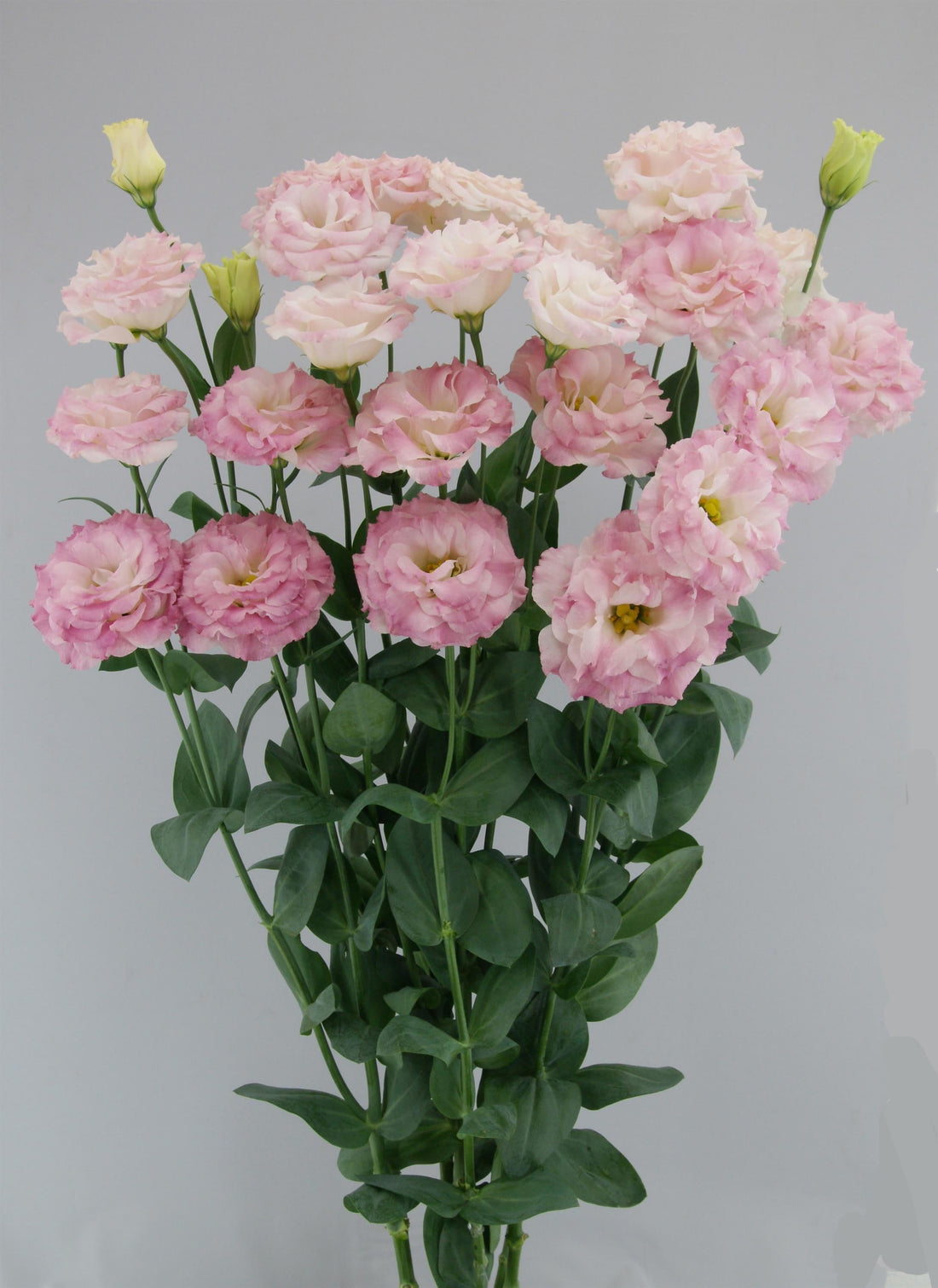 Lisianthus Megalo Pink Flash in full bloom, featuring large, ruffled blush-pink petals with vibrant rose edges on tall green stems — perfect for cutting gardens and floral designers.