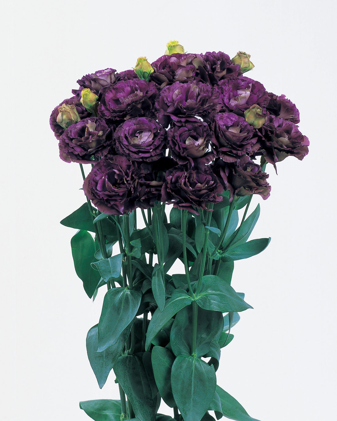 Lisianthus Rosanne Black Pearl blooming with deep, velvety purple-black petals and tall, elegant stems — ideal for cut flower production and luxury floral design.