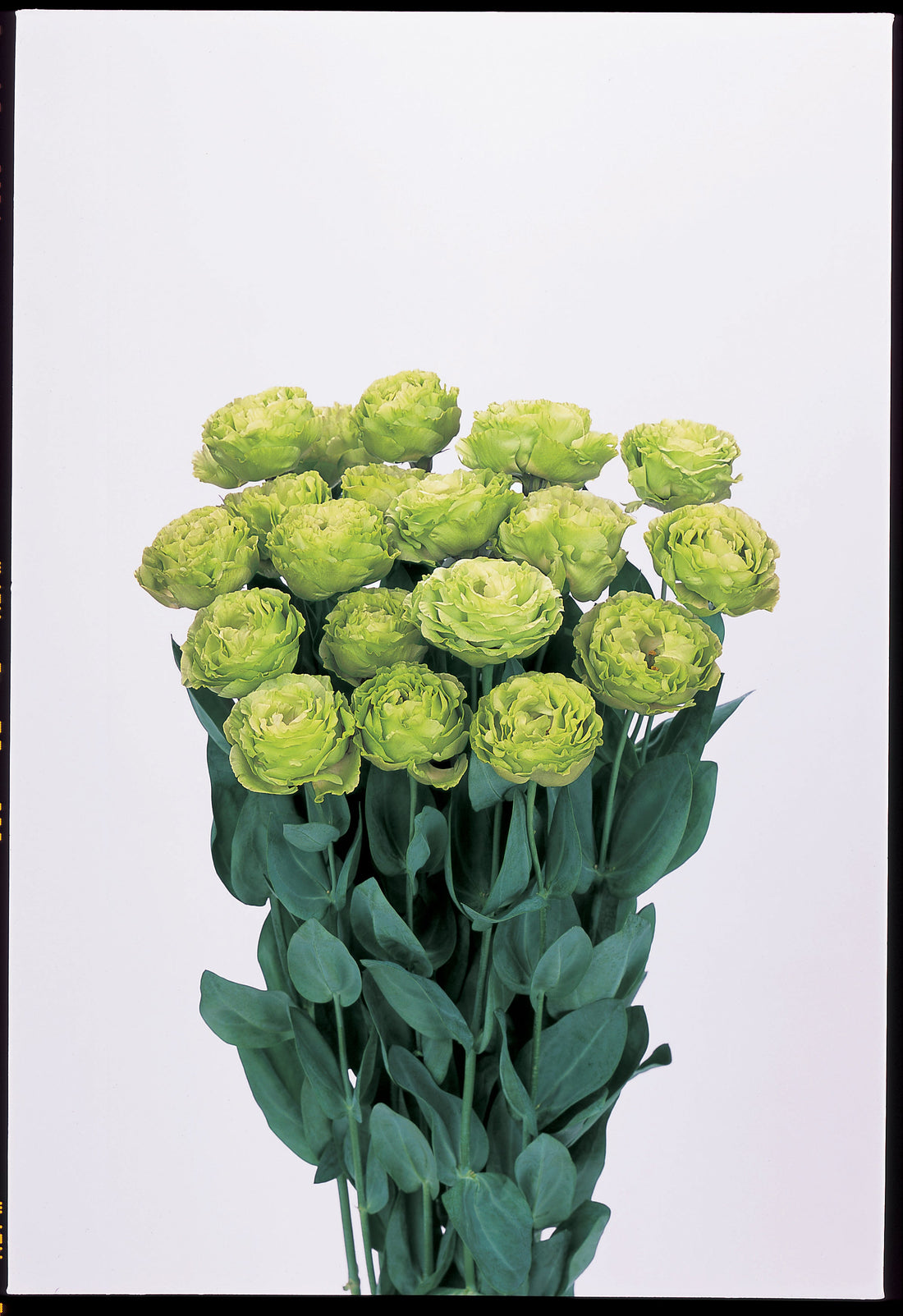 Lisianthus Rosanne Green blooming in full elegance, showcasing soft green petals and sturdy stems—perfect for cut flower production