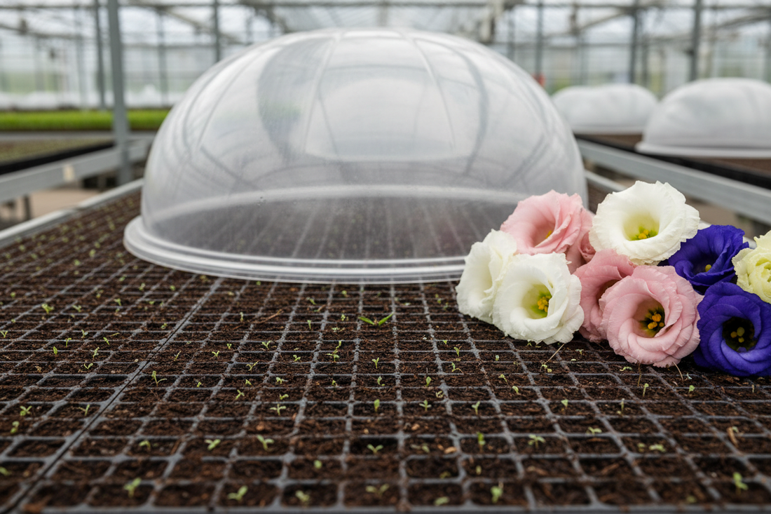 isianthus seedlings germinating in a 288-cell plug tray with mature blooms in white, rose, champagne, and deep blue — seed starting guide for commercial cut flower growers