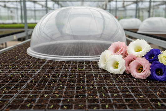 isianthus seedlings germinating in a 288-cell plug tray with mature blooms in white, rose, champagne, and deep blue — seed starting guide for commercial cut flower growers