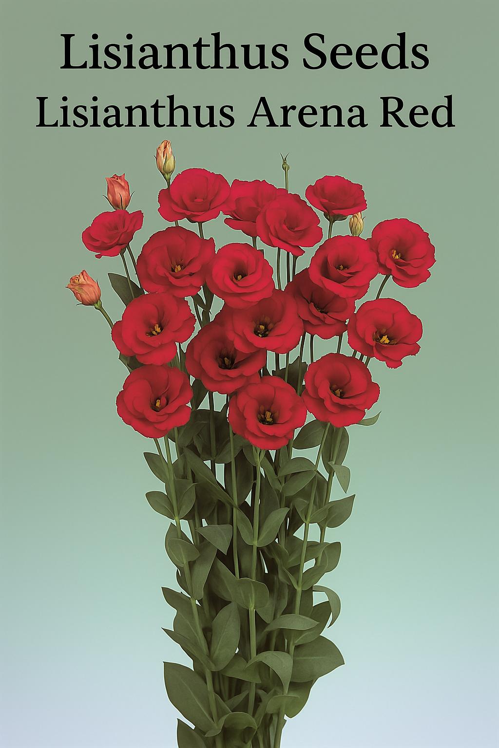 Lisianthus Arena Red blooms with vibrant red petals and strong stems, grown from seed for cut flower production in gardens and floral arrangements