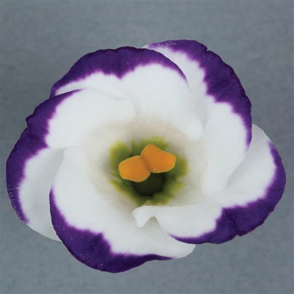 Close-up of Lisianthus Solo Blue Picotee bloom with crisp white petals and vivid purple-blue edges, viewed from above.