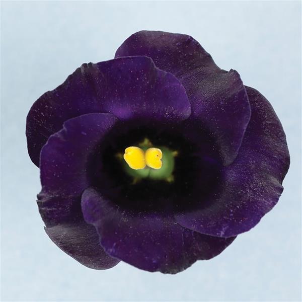 Lisianthus Solo Violet flowers in bloom, featuring deep violet petals and upright green stems, perfect for cut flower gardens.