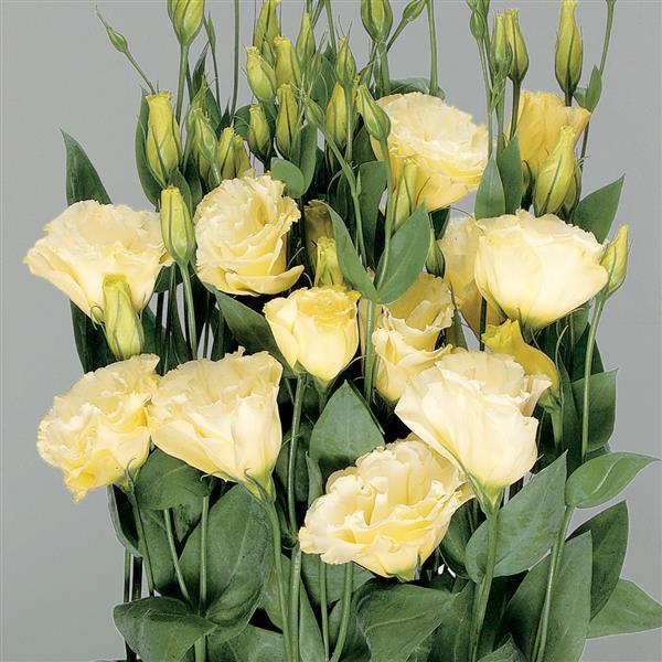 Lisianthus Super Magic Yellow blooms – pale yellow ruffled flowers ideal for cut flower production"