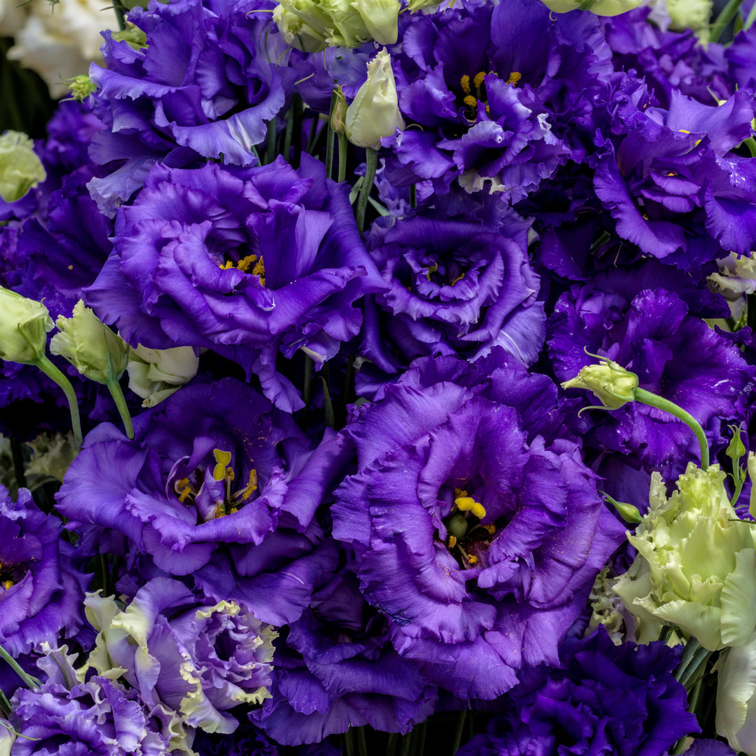 Lisianthus Voyage 2 Blue flowers blooming with rich lavender-blue double petals on tall, upright stems, ideal for bulk flower growers and florist-quality arrangements.