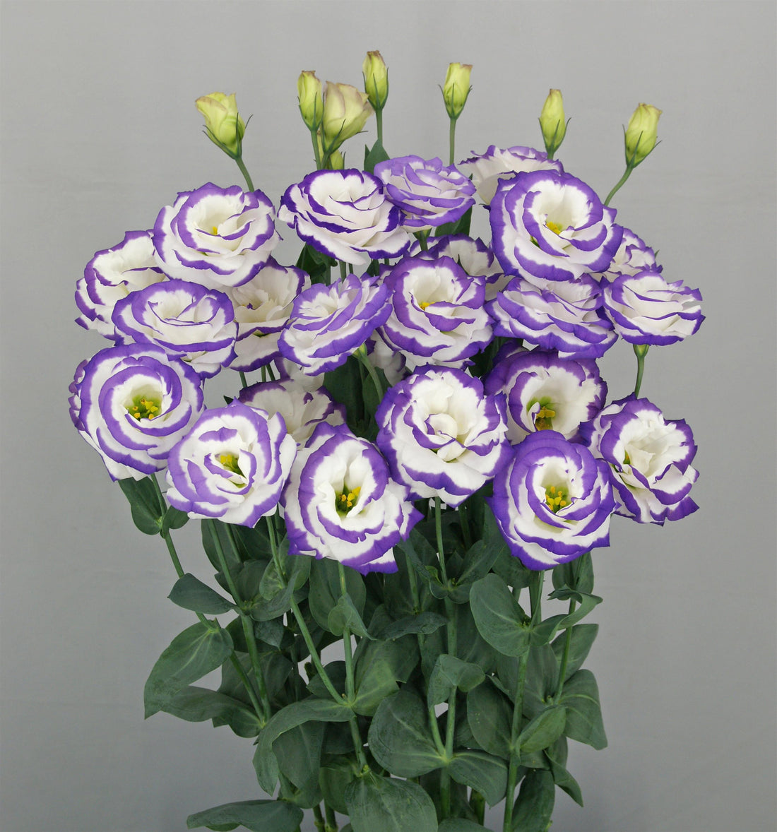 Best Bulk Cut Flower Seeds to Grow Featuring Lisianthus, Zinnias & More