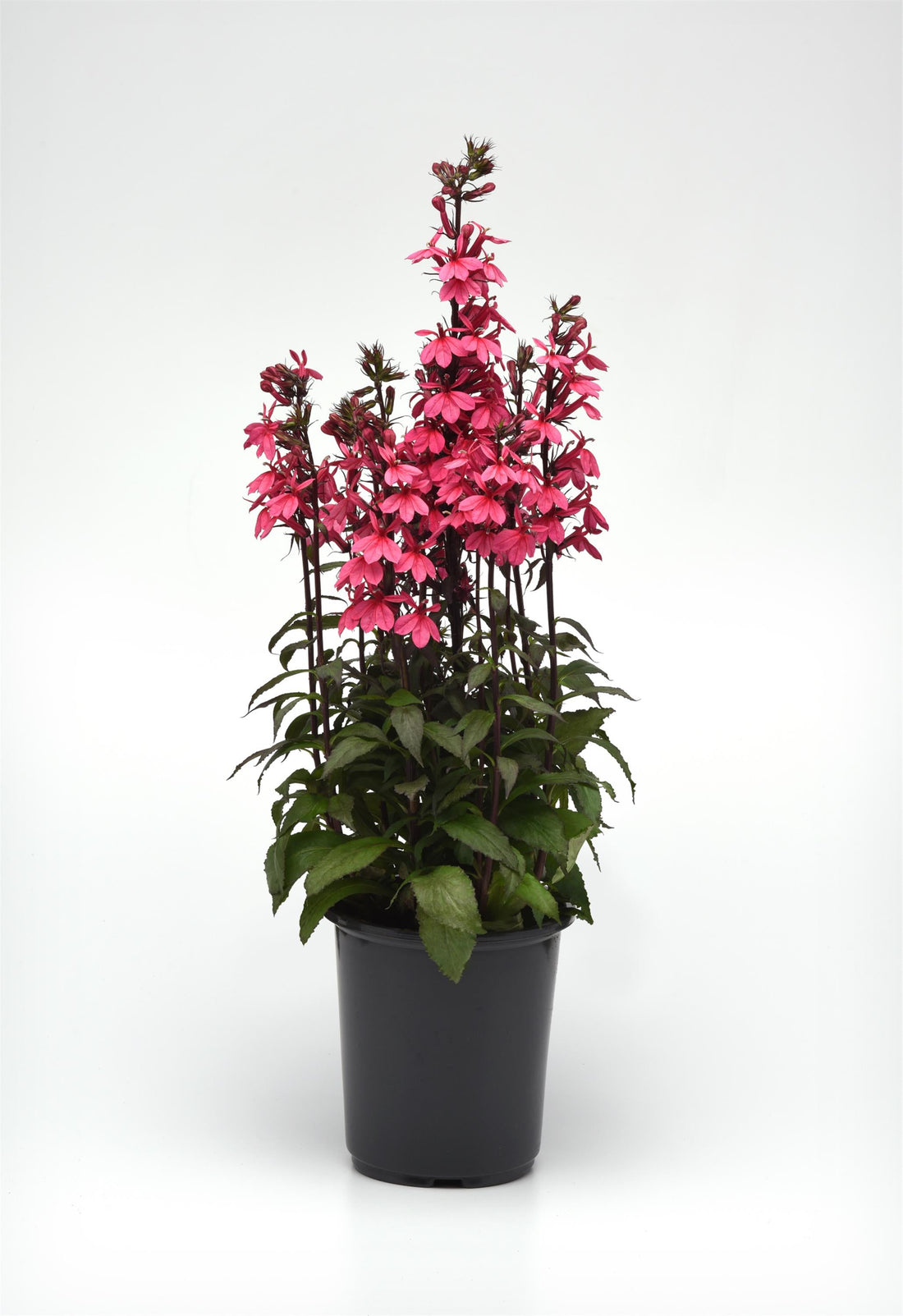 Lobelia Starship Rose with tall spikes of rose-pink flowers blooming in a summer garden.