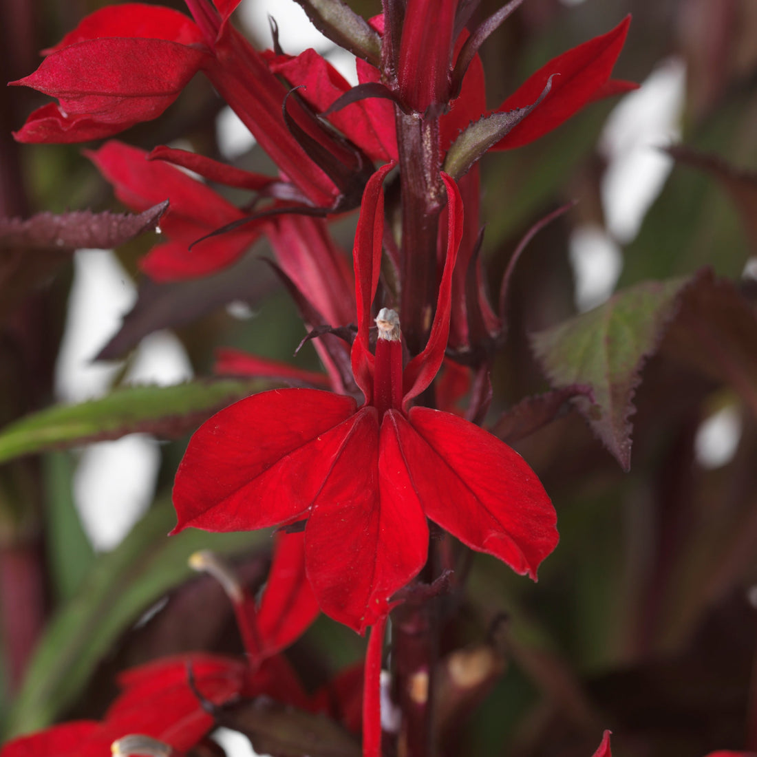 Lobelia Starship Scarlet Bronze Leaf – Bold Color and Unique Foliage for Your Garden