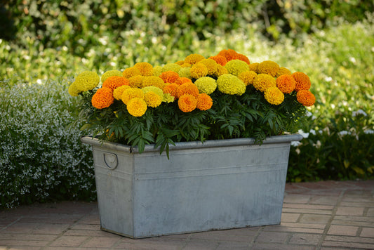Create a Thriving Garden with Top Quality Seed Varieties