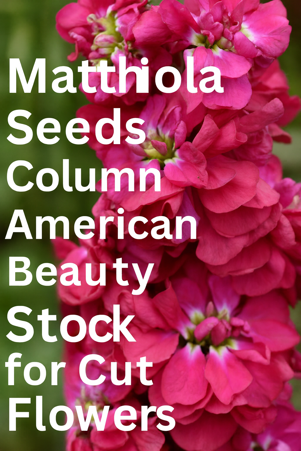 Close-up of vibrant pink Matthiola ‘Column American Beauty’ stock flowers in bloom, a fragrant cut flower grown from seed