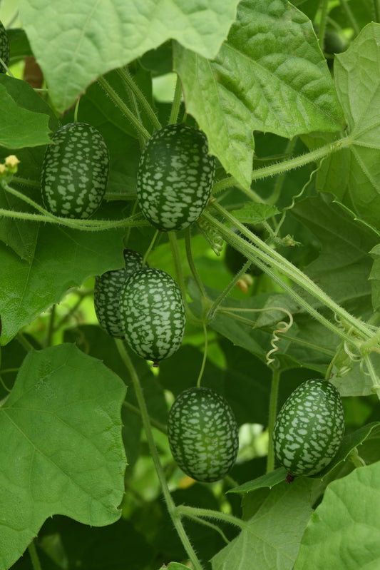 Mexican Sour Gherkin seeds in bulk – tiny cucumber-like fruits perfect for pickling and container gardens