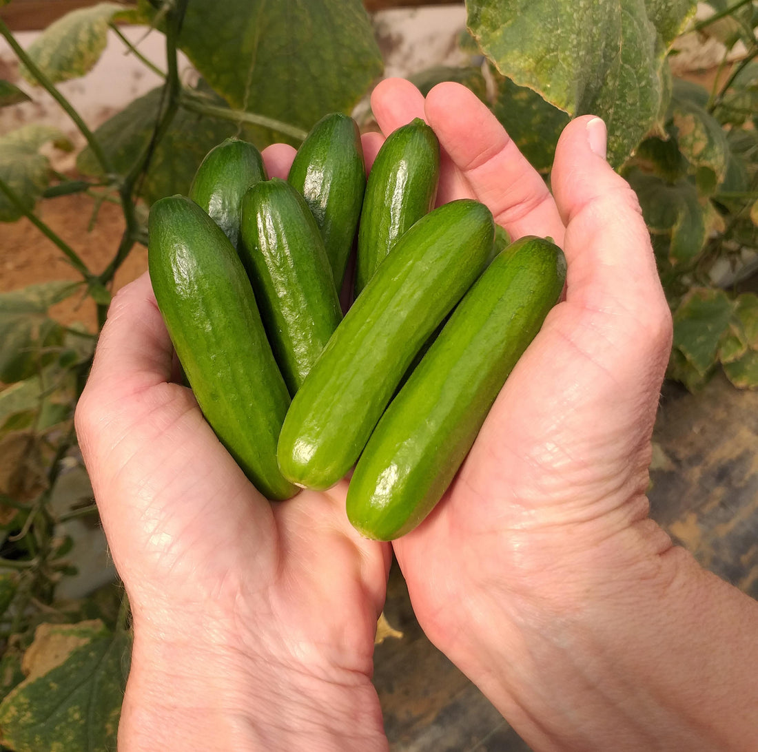 Mini Me cucumber seeds in bulk – crisp, compact cucumbers ideal for snacking and small gardens